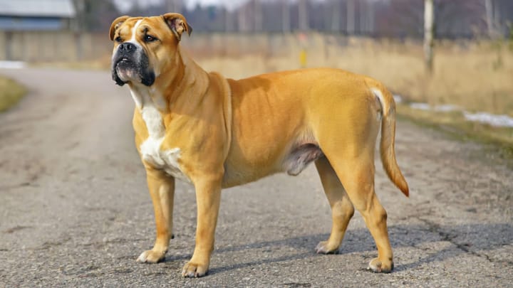 Zdjęcie: dorosły pies rasa Dog z Majorki (ca de bou)