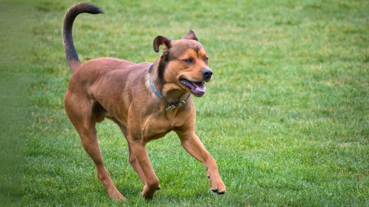 Photo : chien adulte de race Labrottie