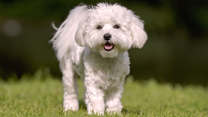 Foto: erwachsener Hund der Rasse Malteser