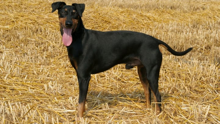 Photo : chien adulte de race Manchester Terrier