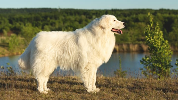 Foto: erwachsener Hund der Rasse Maremmano