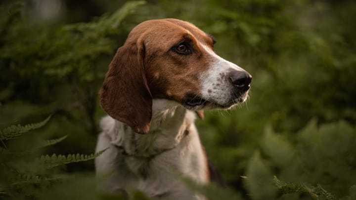 Foto: erwachsener Hund der Rasse Anglo-Français de Petite Vénerie