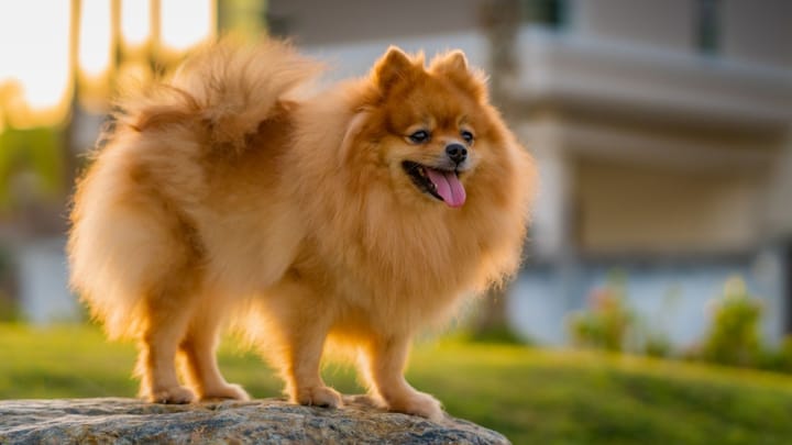 Zdjęcie: dorosły pies rasa Szpic miniaturowy (pomeranian)