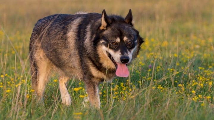 Photo : chien adulte de race Gerberian Shepsky