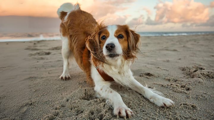 Zdjęcie: dorosły pies rasa Kooikerhondje (płochacz holenderski)