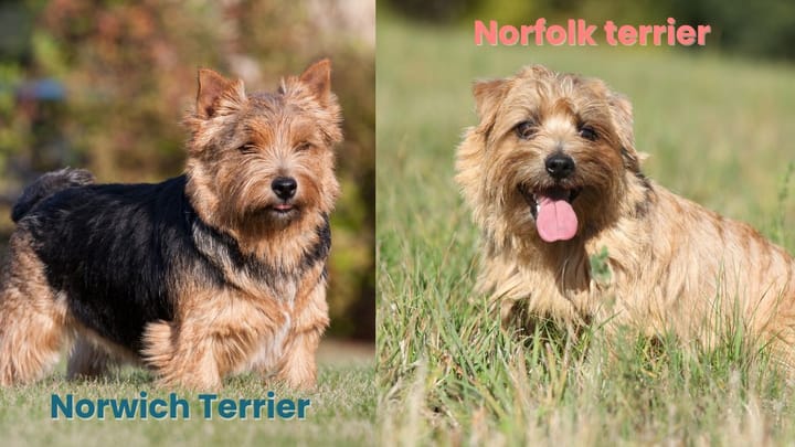 Foto: volwassen hond ras Norfolk Terrier en Norwich Terrier
