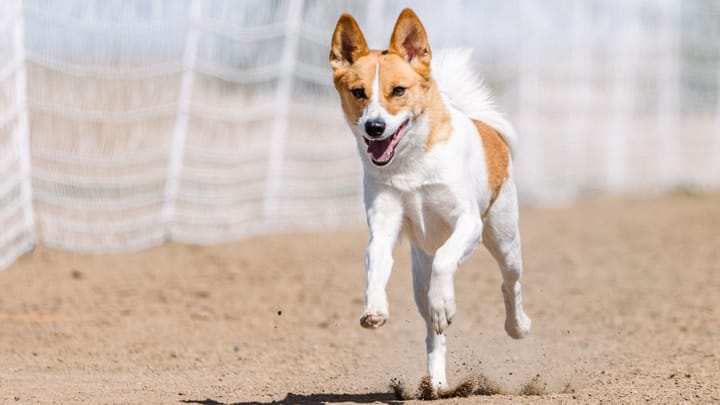 Foto: cane adulto di razza Norrbottenspitz