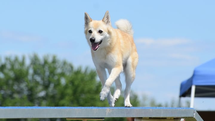 Foto: volwassen hond ras Noorse Buhund