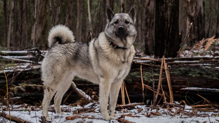 Foto: volwassen hond ras Noorse Elandhond