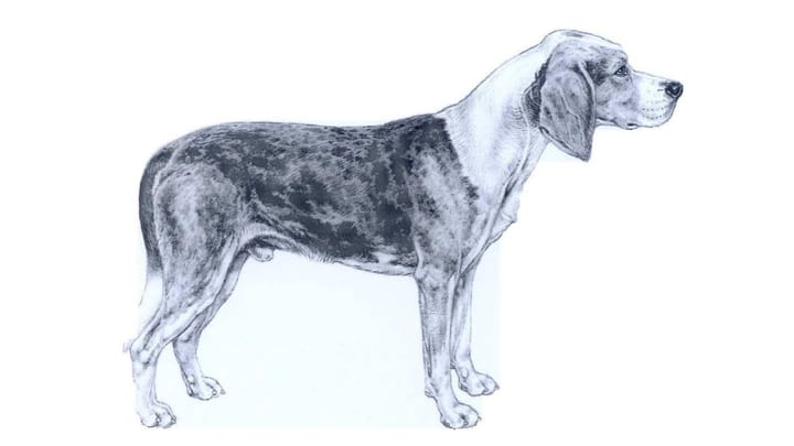 Foto: cane adulto di razza Dunker