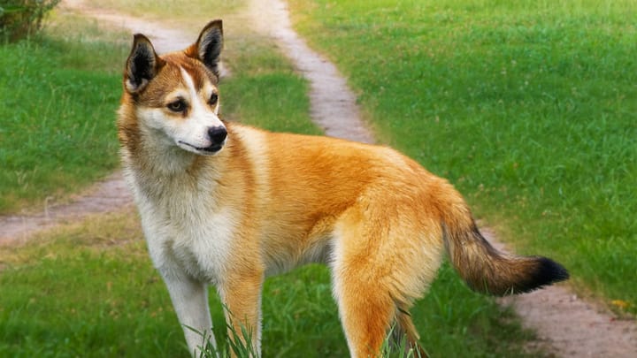 Photo : chien adulte de race Chien norvégien de Macareux