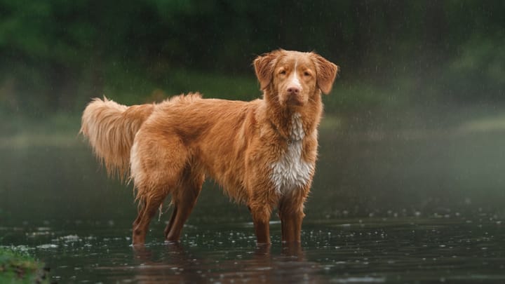 Foto: cane adulto di razza Nova Scotia Duck Tolling Retriever
