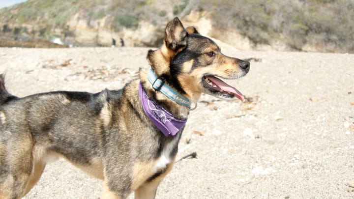 Photo : chien adulte de race Rottsky