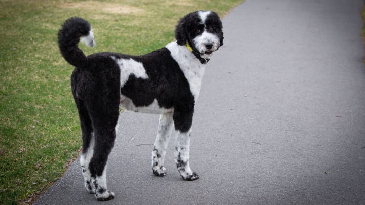 Photo: adult dog of Sheepadoodle breed