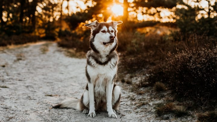 Photo : chien adulte de race Goberian