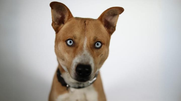 Foto: volwassen hond ras Pitsky