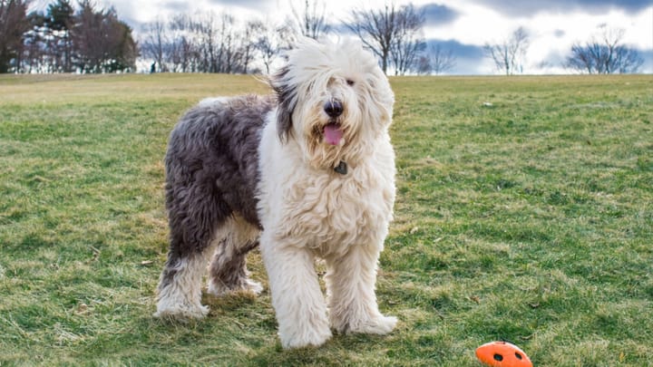 Photo : chien adulte de race Bobtail