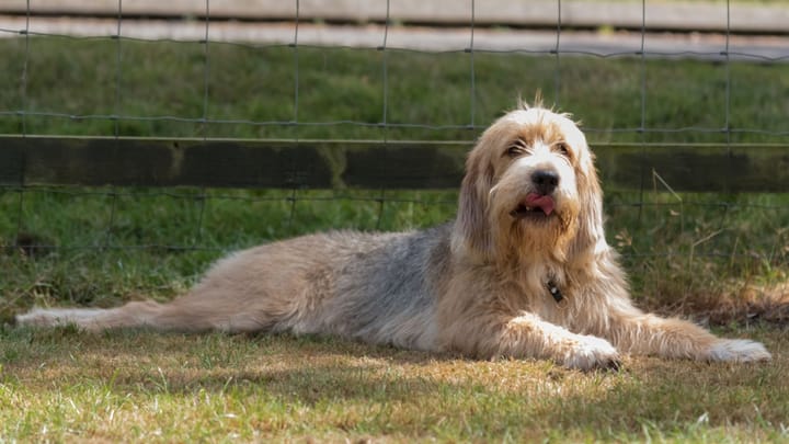 Zdjęcie: dorosły pies rasa Otterhound