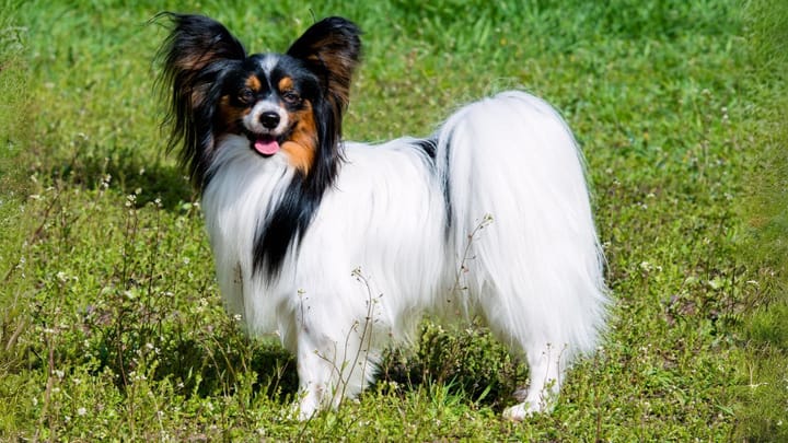 Foto: erwachsener Hund der Rasse Papillon (Kontinentaler Zwergspaniel)