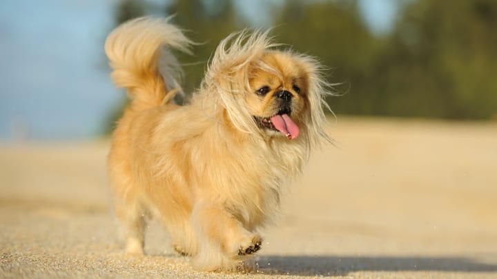 Photo: adult dog of Pekingese breed