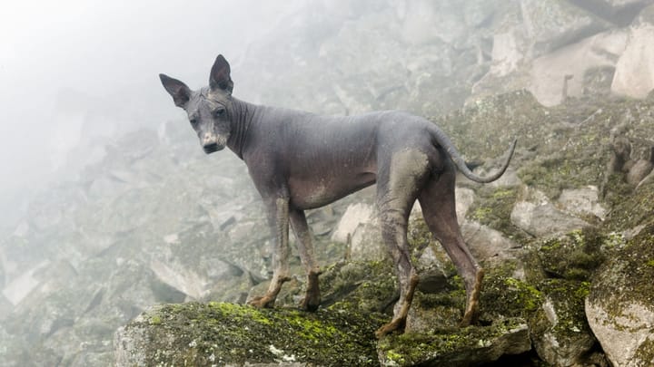 Foto: volwassen hond ras Peruaanse naakthond