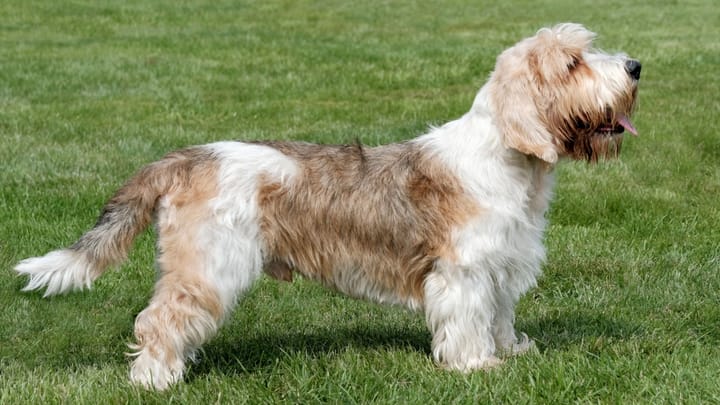 Photo : chien adulte de race Petit Basset Griffon vendéen