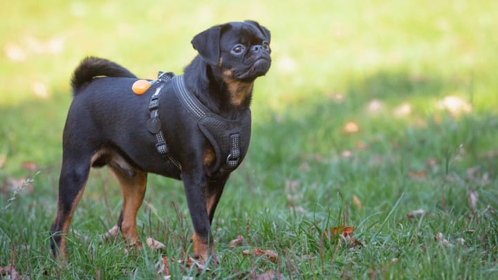 Foto: erwachsener Hund der Rasse Petit Brabançon