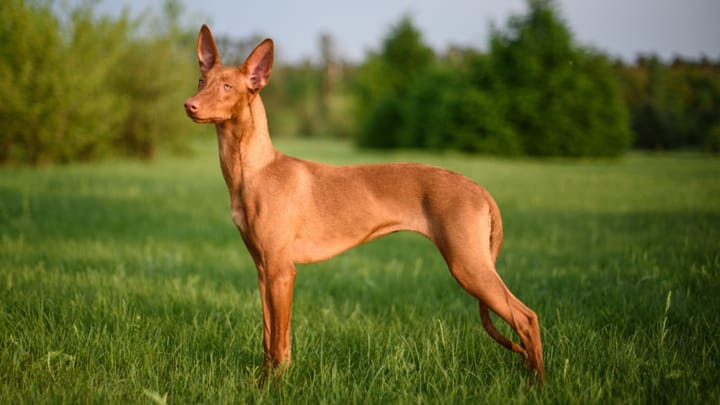 Photo : chien adulte de race Chien du pharaon