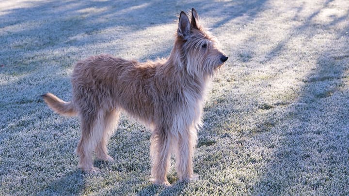 Photo : chien adulte de race Berger de Picardie
