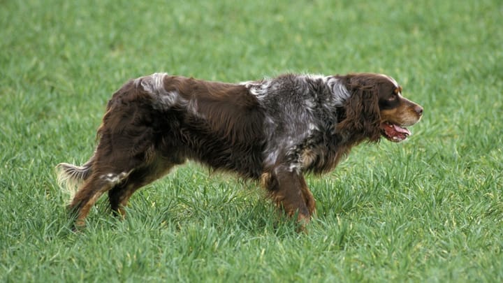 Photo : chien adulte de race Épagneul picard
