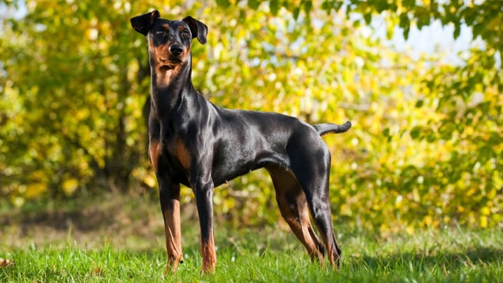 Foto: cane adulto di razza Pinscher
