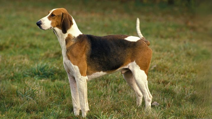 Photo : chien adulte de race Poitevin