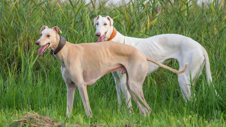 Photo : chien adulte de race Lévrier polonais