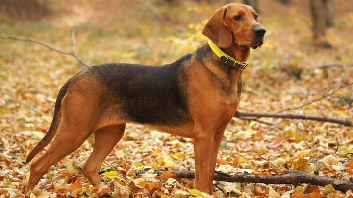 Foto: cane adulto di razza Segugio polacco