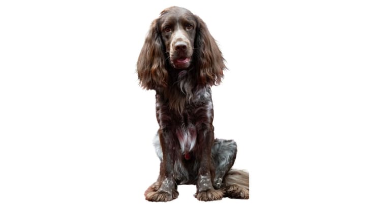 Foto: volwassen hond ras Epagneul de Pont-Audemer