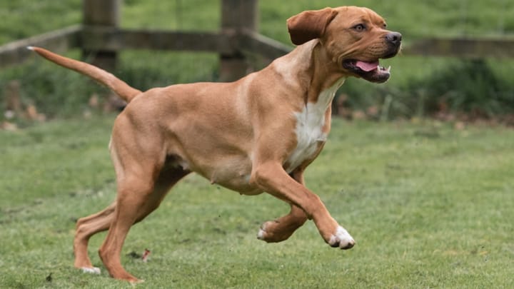 Foto: volwassen hond ras Portugese Pointer