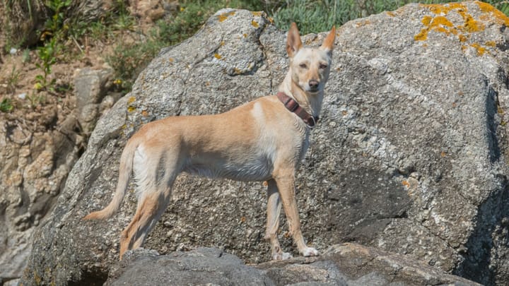 Photo : chien adulte de race Podengo portugais
