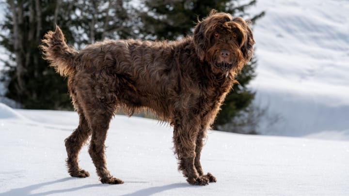 Foto: volwassen hond ras Poedelpointer