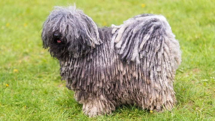 Foto: volwassen hond ras Puli