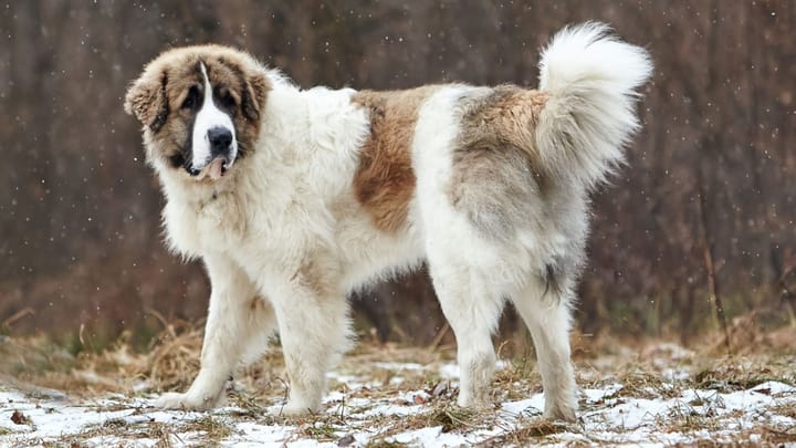 Photo : chien adulte de race Mâtin des Pyrénées