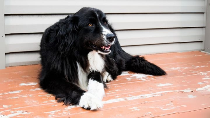 Foto: volwassen hond ras Boulab