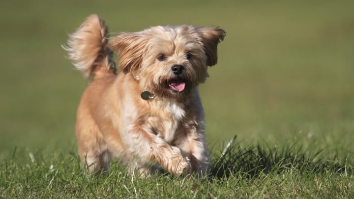 Foto: volwassen hond ras Shorkie