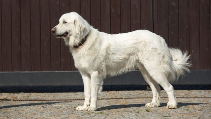 Foto: erwachsener Hund der Rasse Pyrenäenberghund