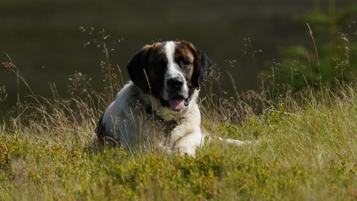 Foto: erwachsener Hund der Rasse Rafeiro do Alentejo