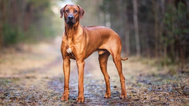 Photo: adult dog of Rhodesian Ridgeback breed