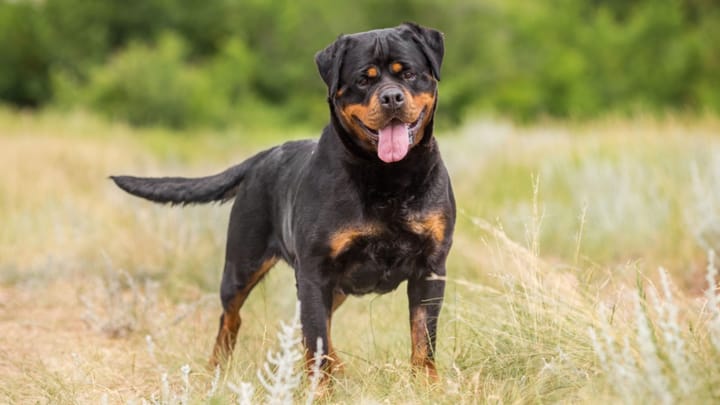 Foto: volwassen hond ras Rottweiler