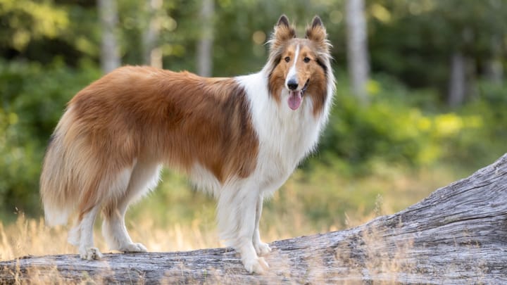 Foto: erwachsener Hund der Rasse Langhaarcollie