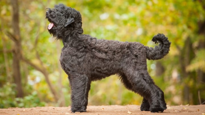 Photo : chien adulte de race Terrier noir russe