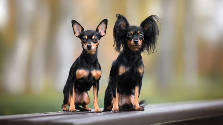 Photo : chien adulte de race Russkiy Toy