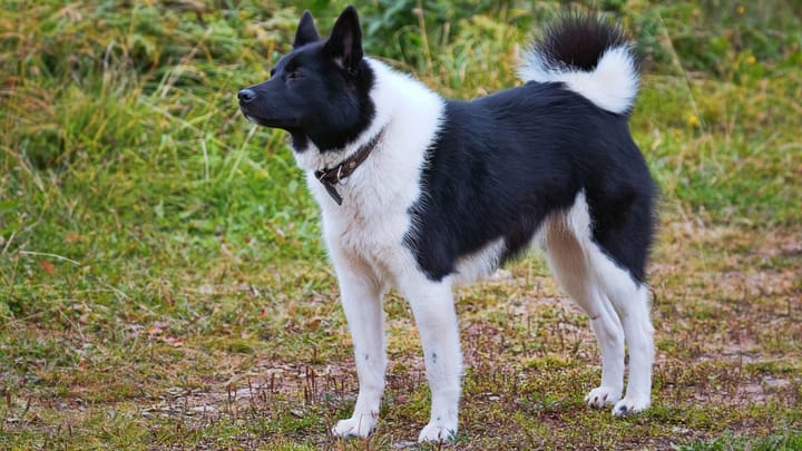Foto: cane adulto di razza Laika Russo-Europeo